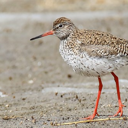 Lagoon Run 2019: avifauna a rischio