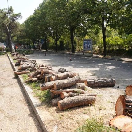 Verona: continua l’abbattimento indiscriminato di alberi centenari