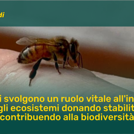 Conosci le api?