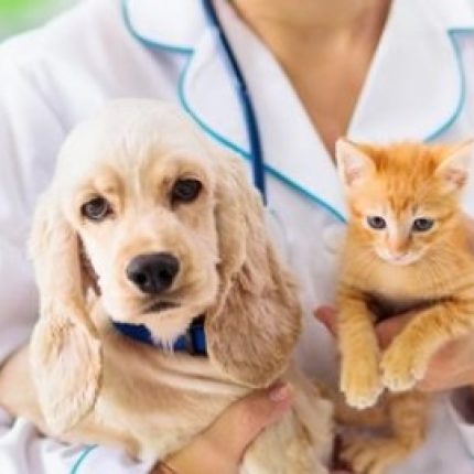 Vet examining dog and cat. Puppy and kitten at veterinarian doctor. Animal clinic. Pet check up and vaccination. Health care for dogs and cats.