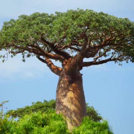 Il baobab, l’albero – fratello dell’Africa